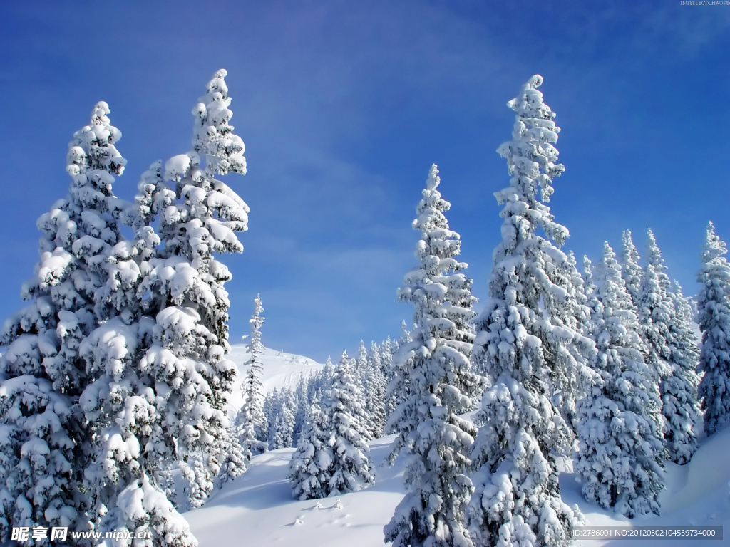 冬季原野大雪