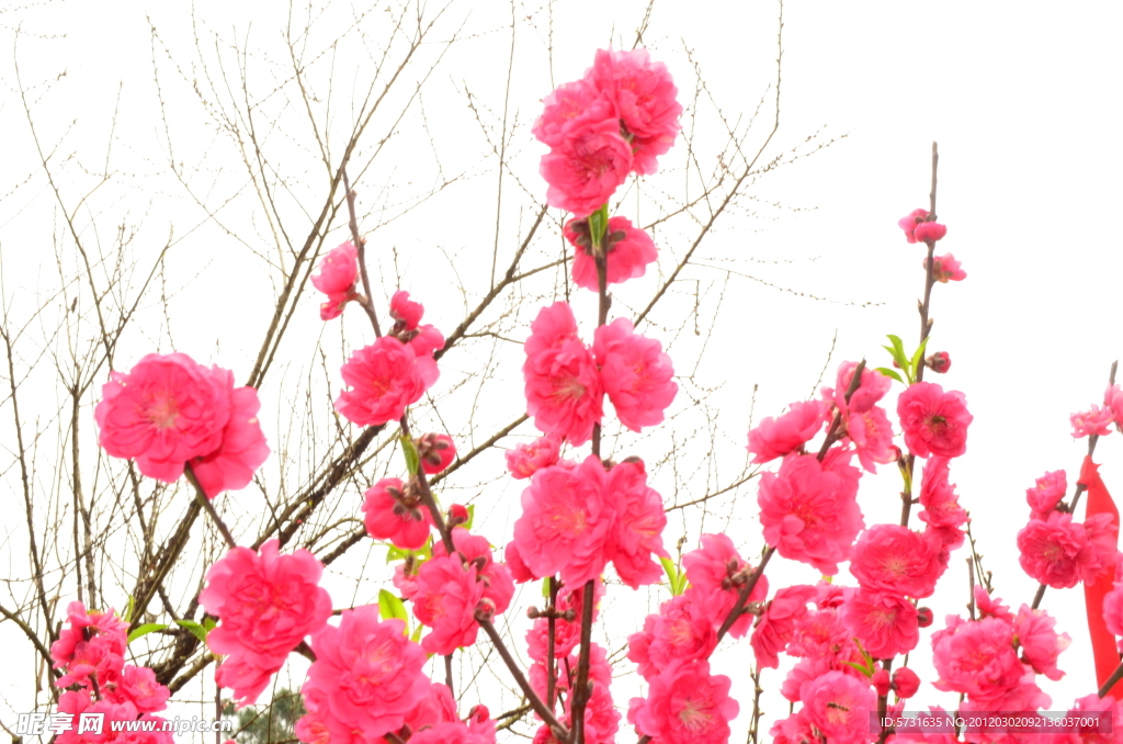 桃花