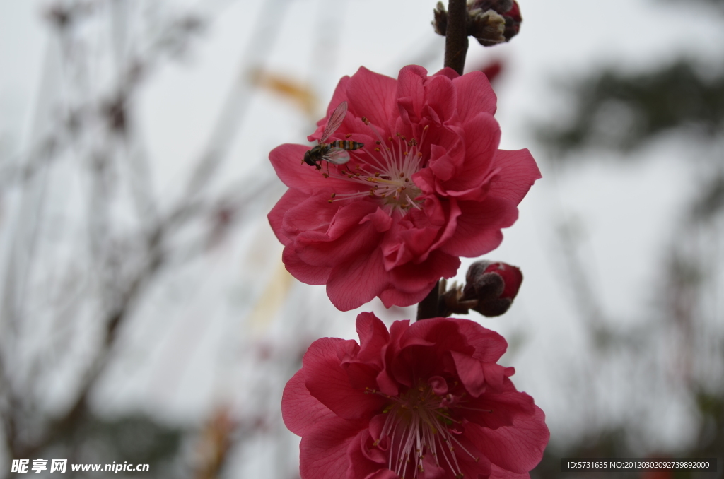 桃花