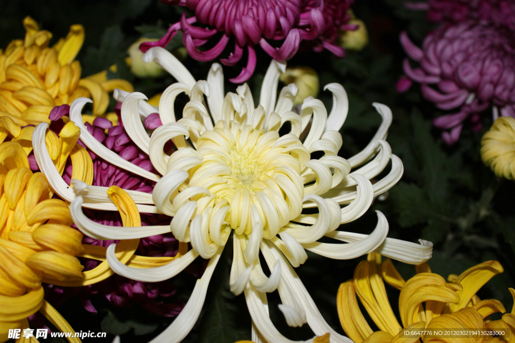 菊花