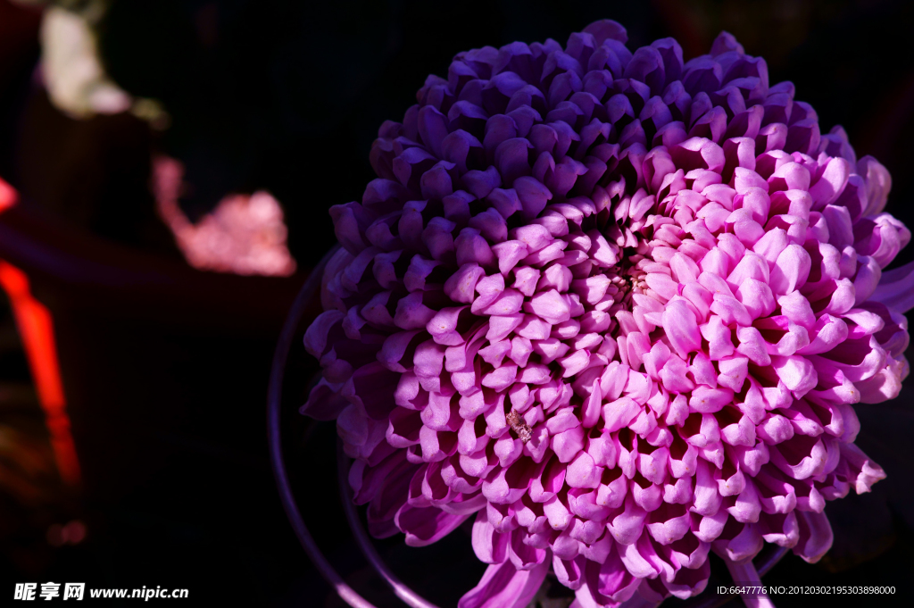 菊花
