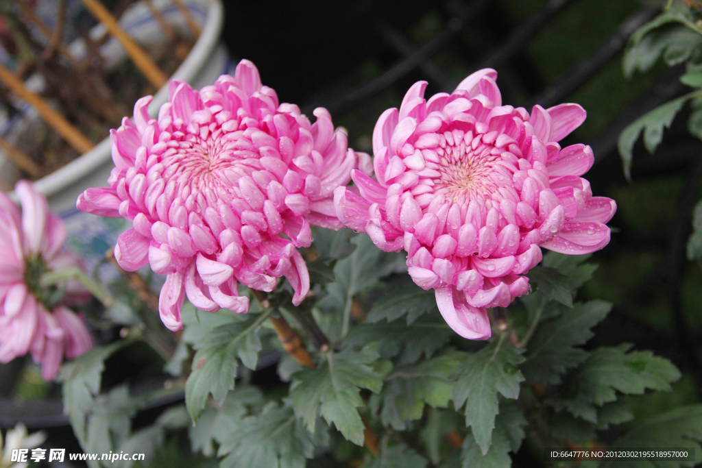 菊花