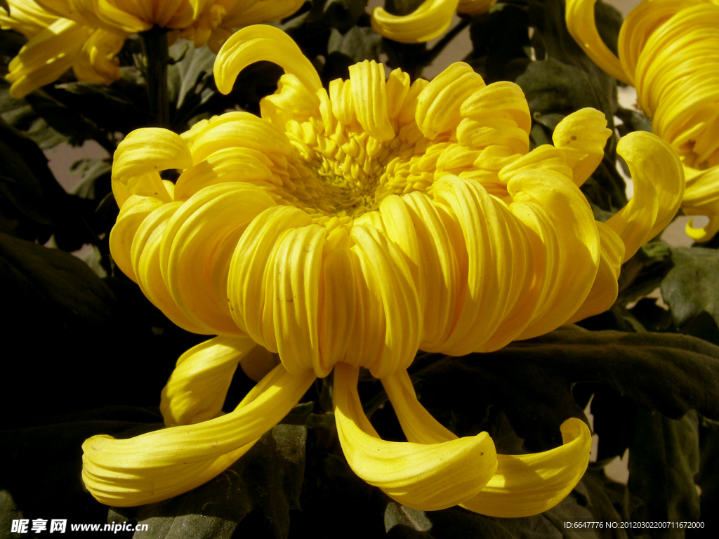 菊花