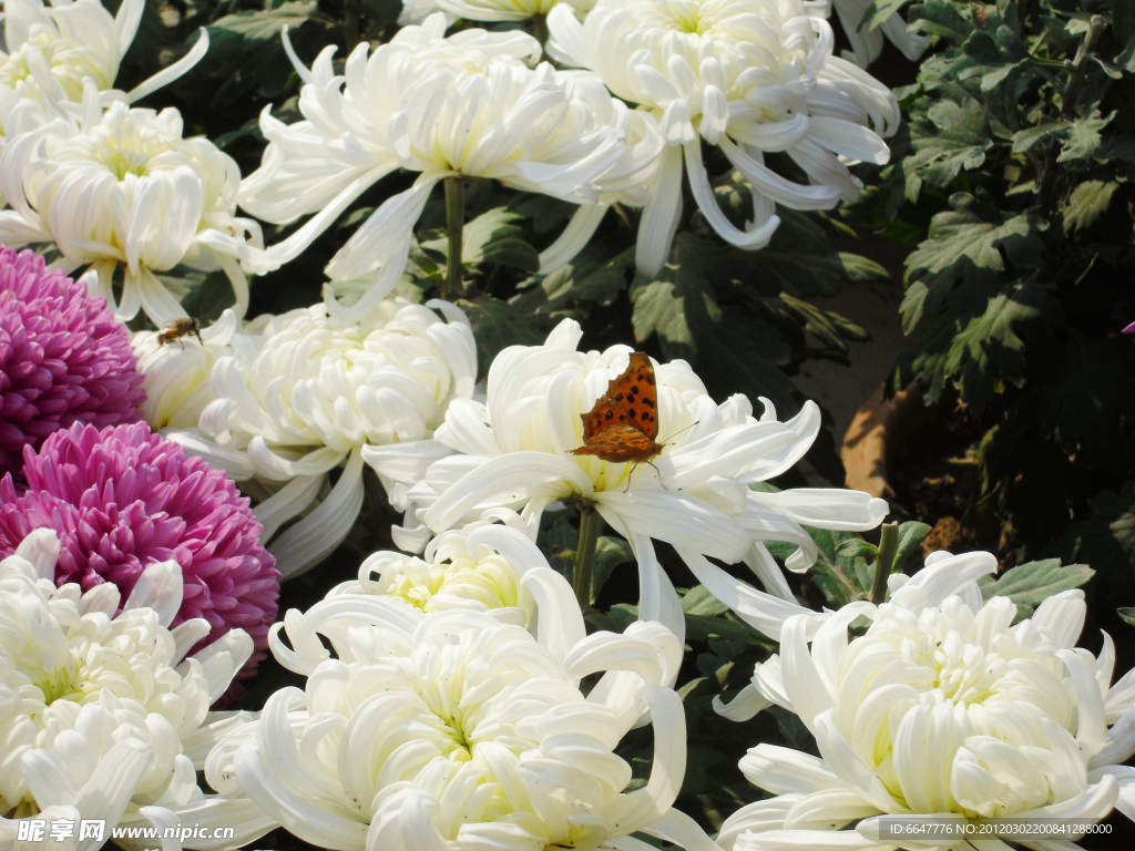 菊花