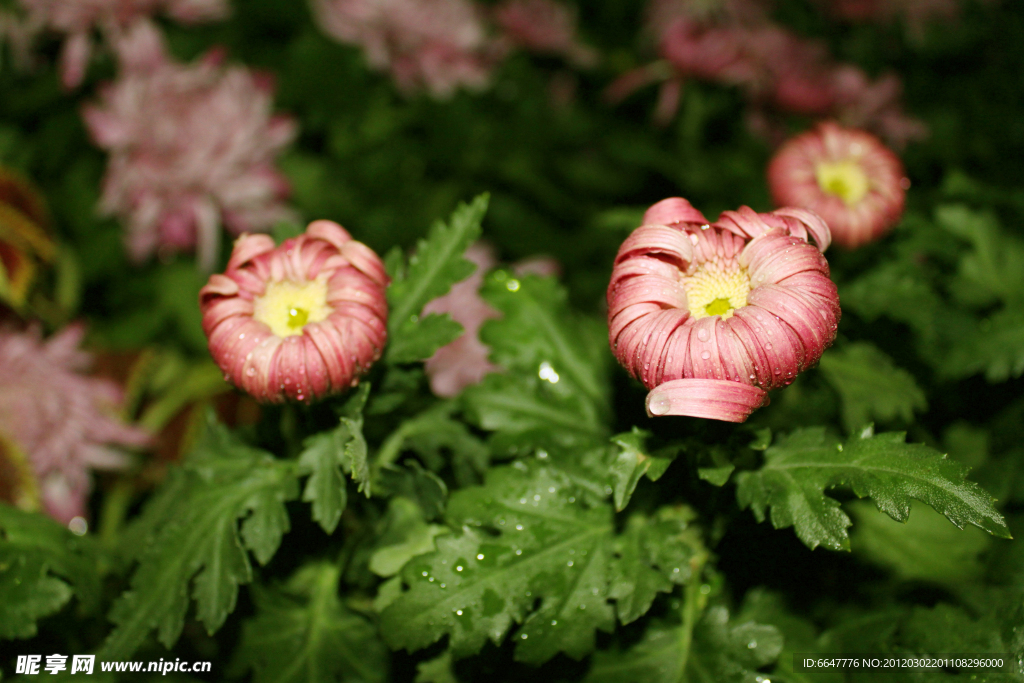 菊花