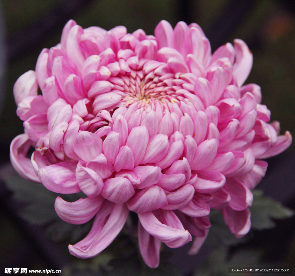 菊花