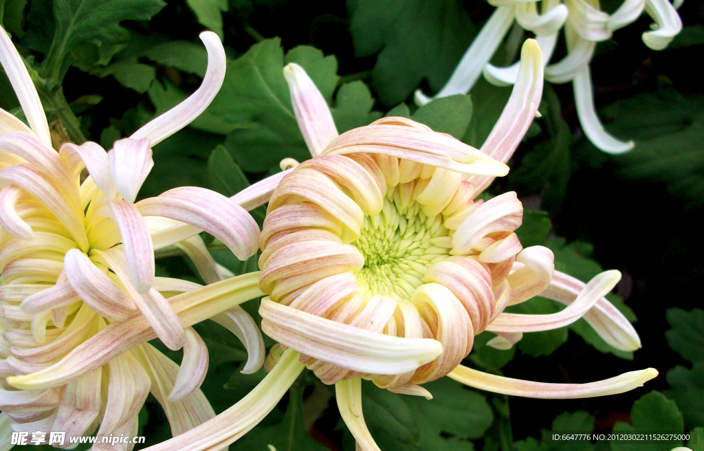 菊花