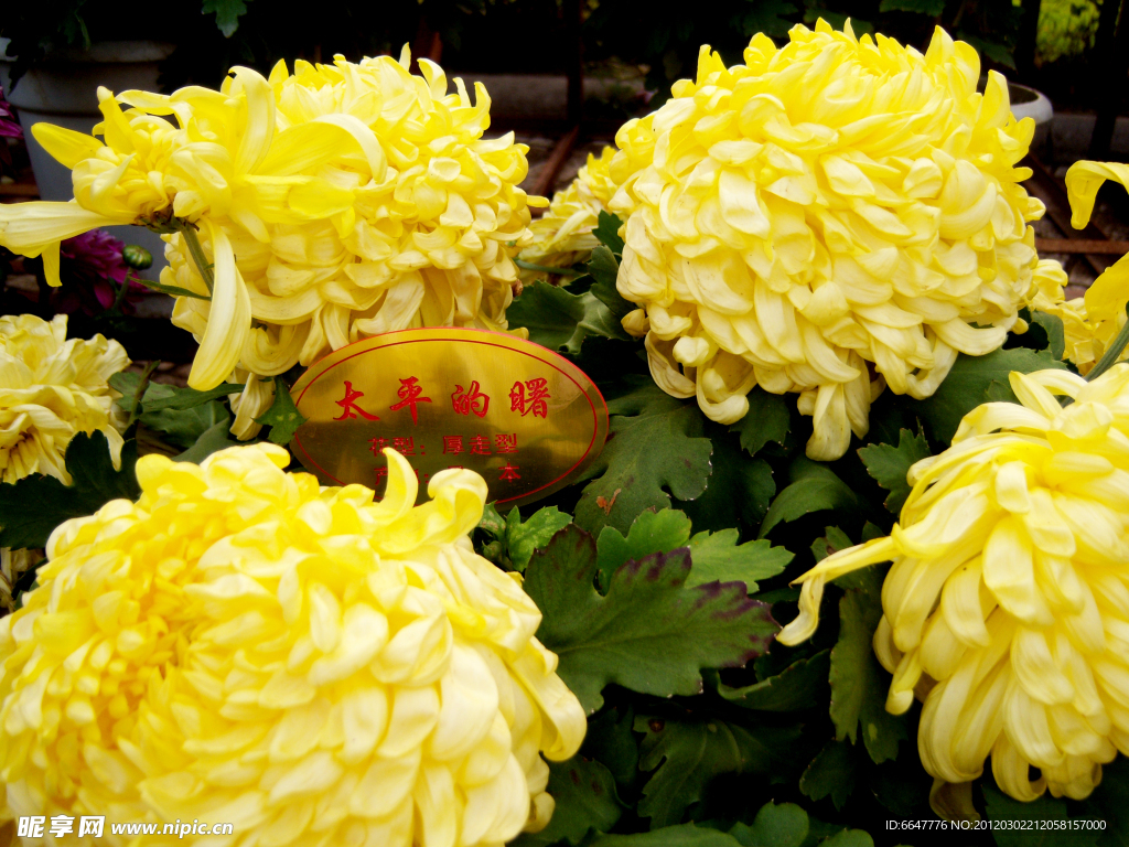 菊花