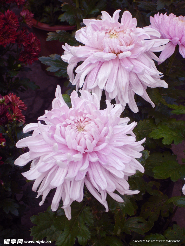 菊花