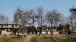 老树村