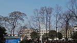 老树村