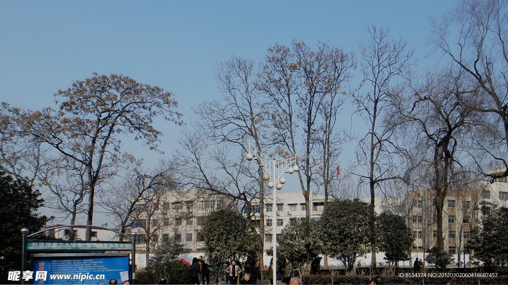 老树村