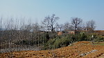 老树村