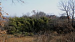 老树村