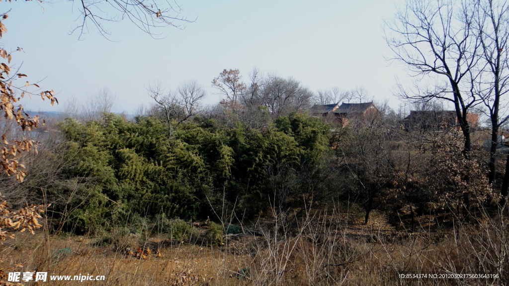 老树村