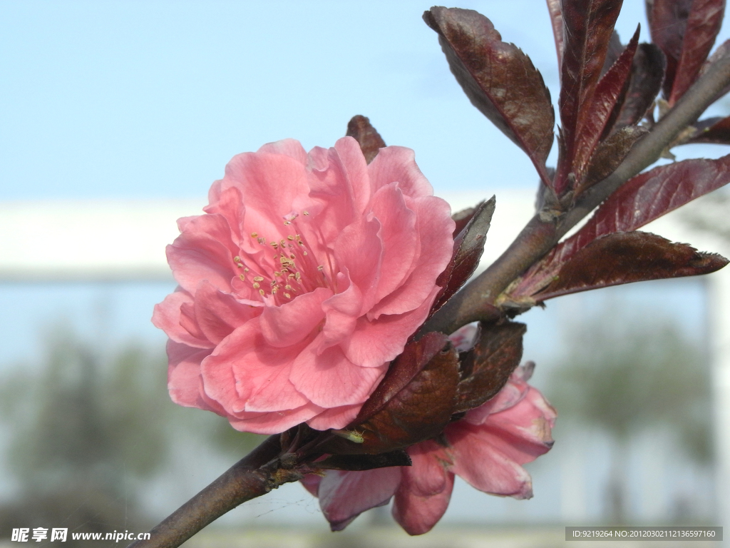桃花