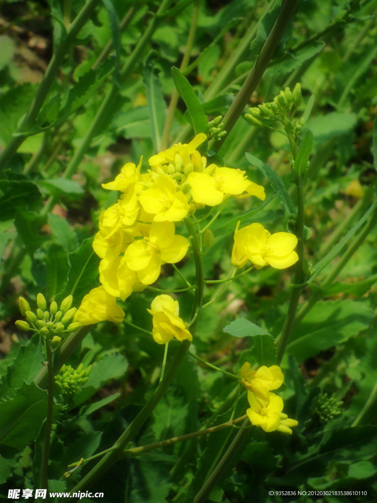 油菜花开