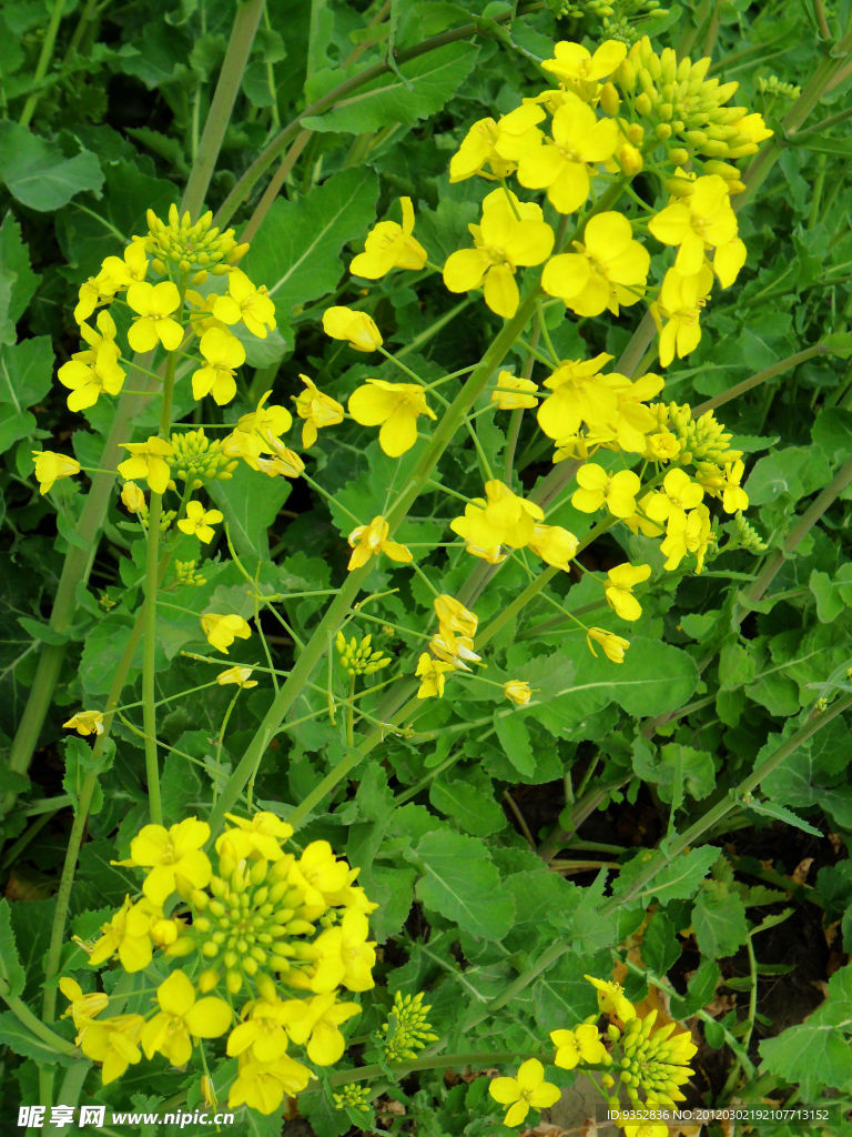 油菜花开