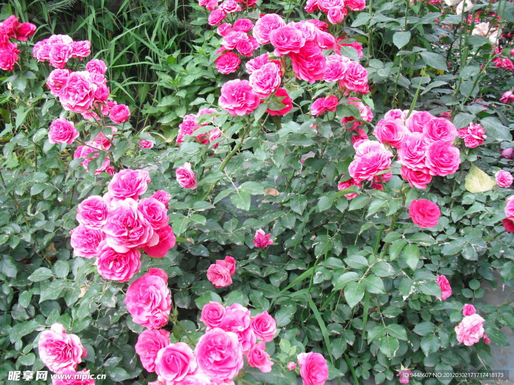 月季花