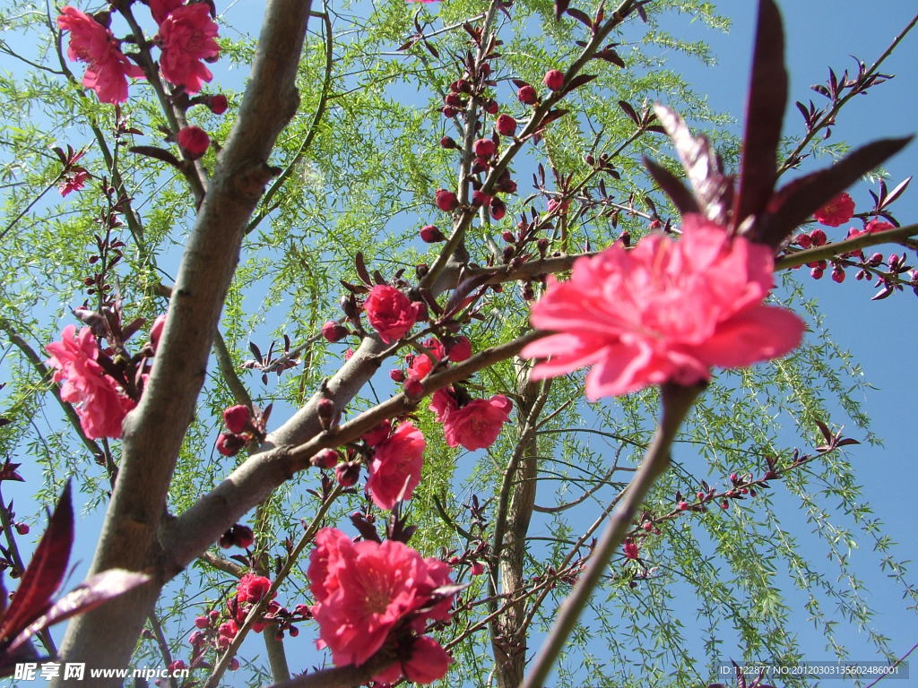 桃花