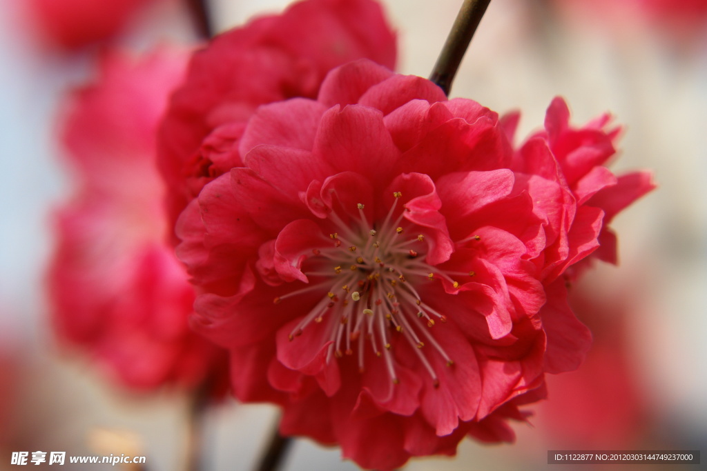 鲜花图