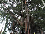 厦门鼓浪屿风光