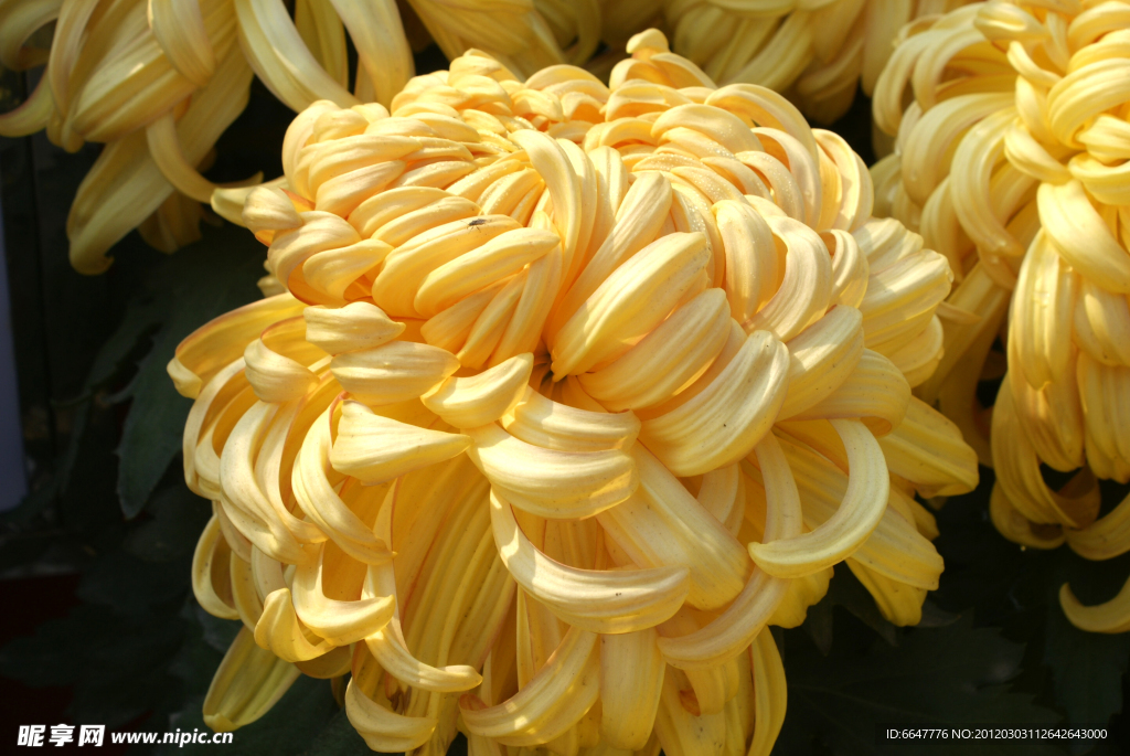 菊花