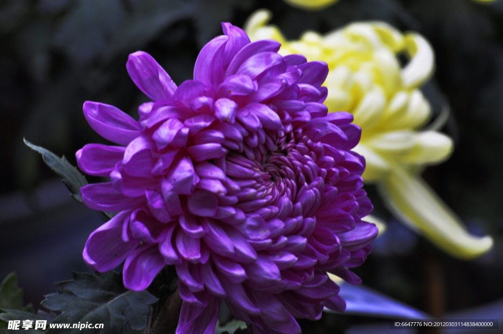 菊花