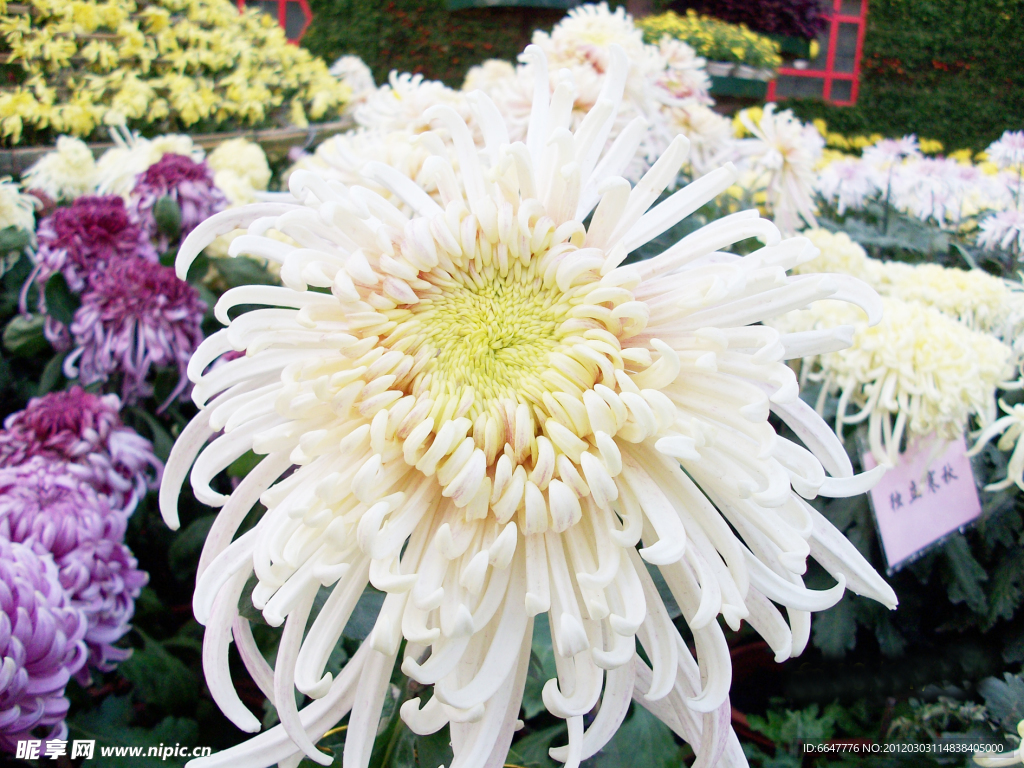 菊花
