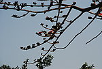 木棉花