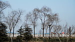 老树村