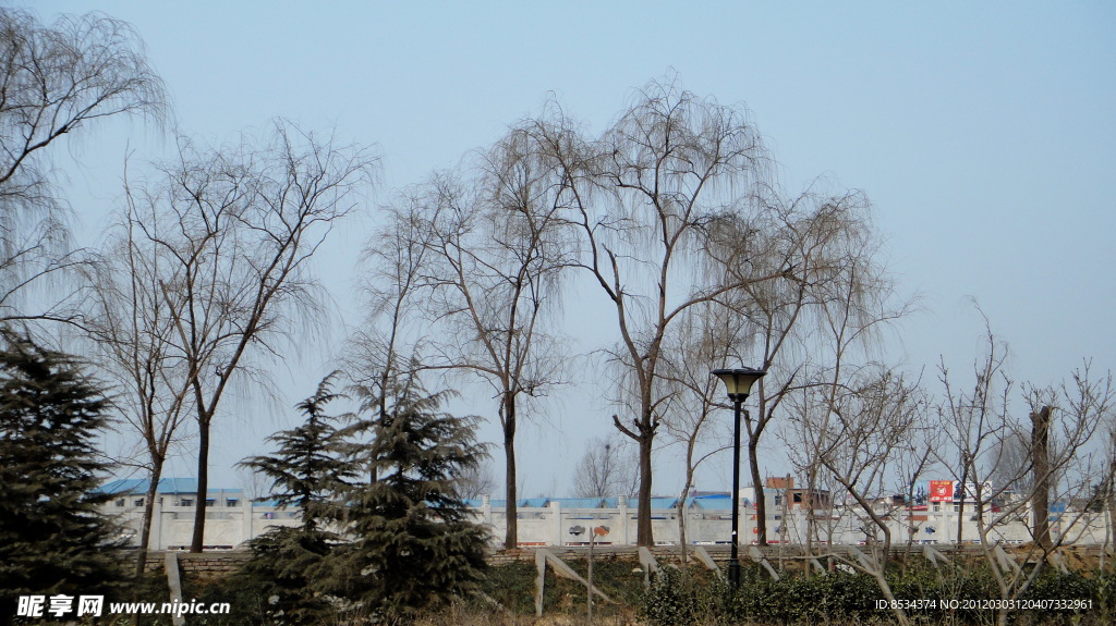 老树村