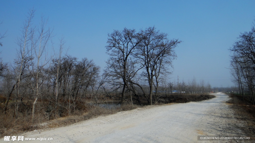老树路