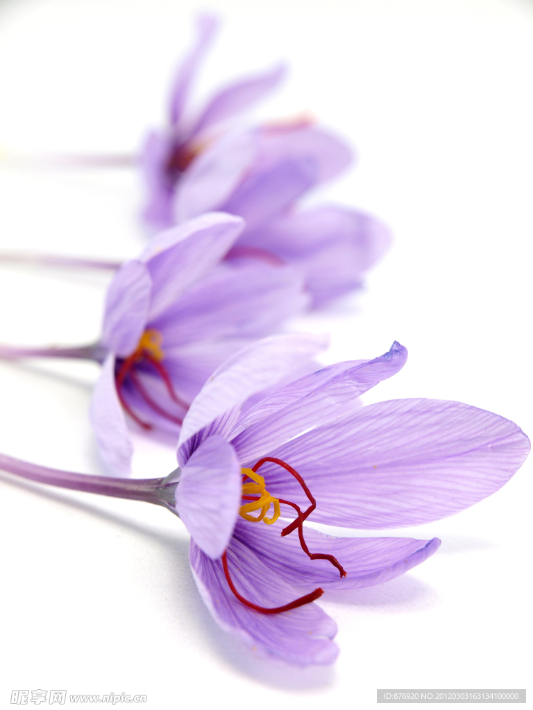 藏红花