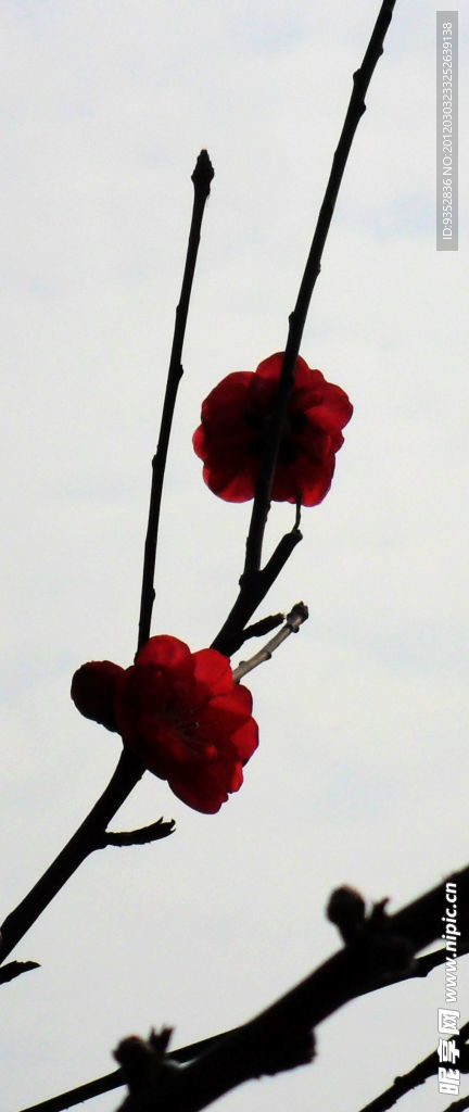 梅花