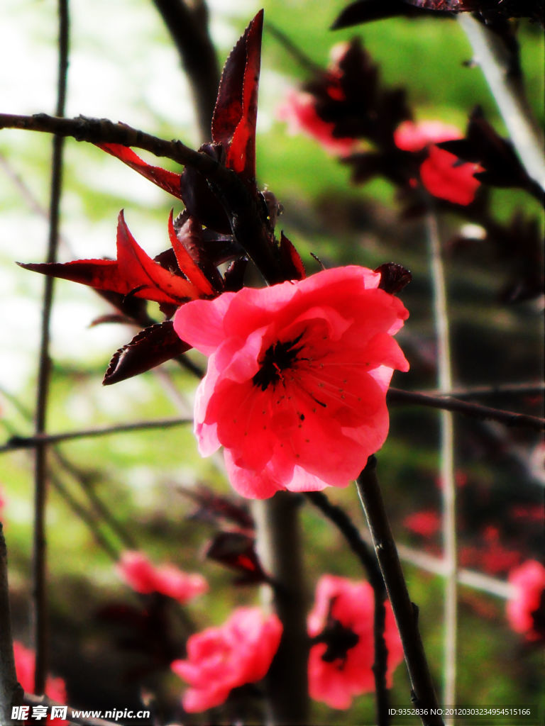 梅花