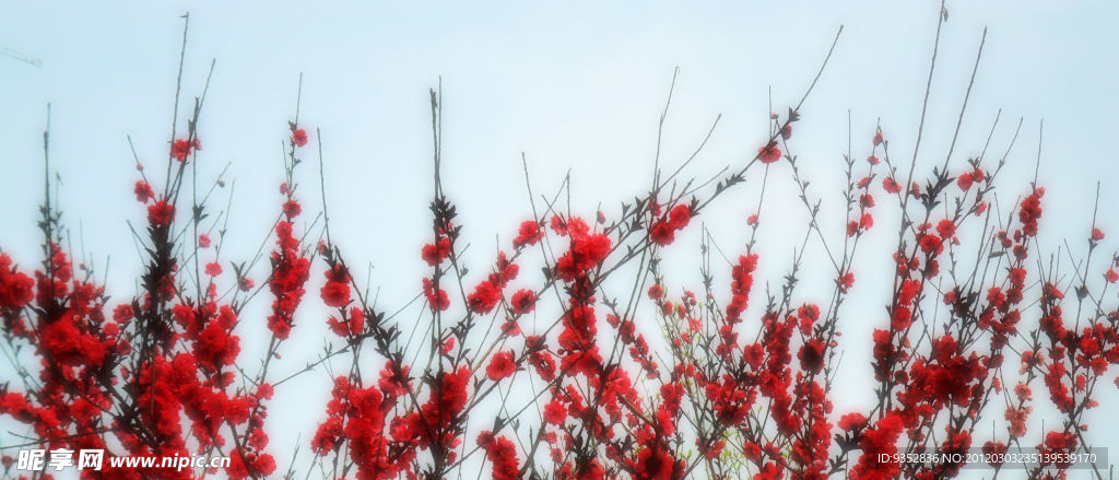 梅花