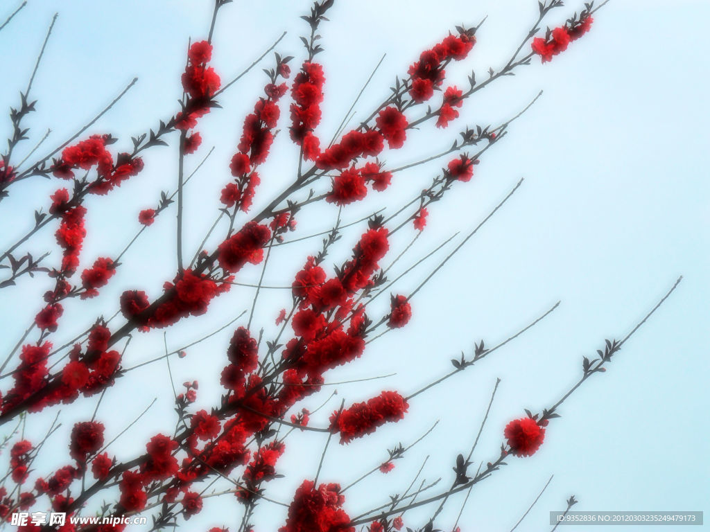 梅花