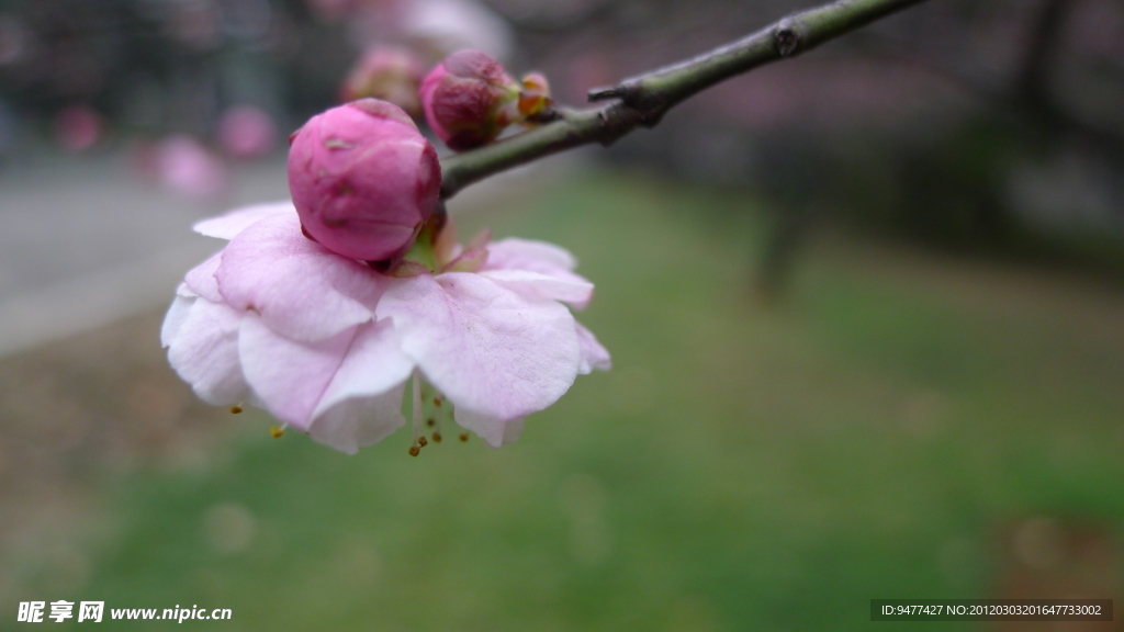 梅花