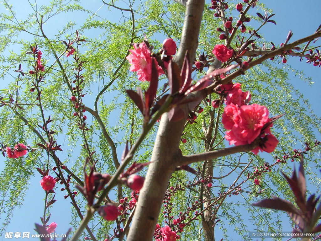 桃花