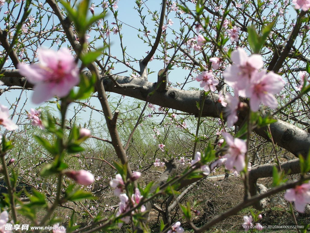 桃花