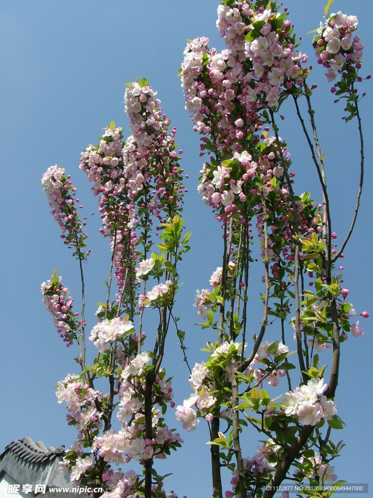 海棠花
