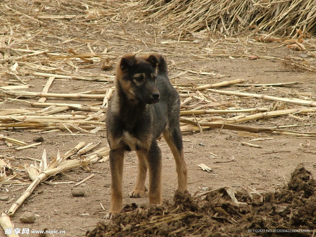 家犬