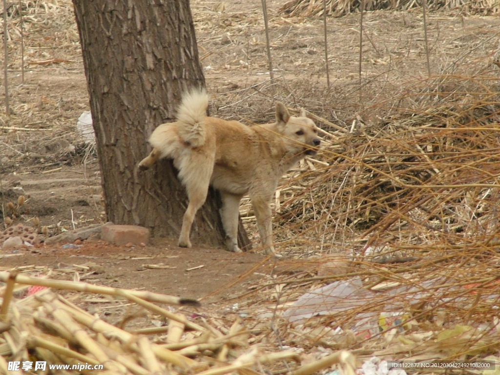 大狗