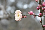 红梅
