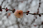 红梅