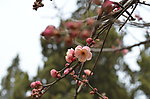 红梅