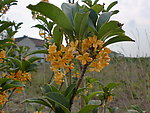 桂花