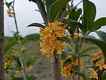 桂花