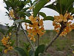 桂花